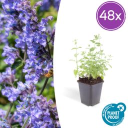 Garden basics 48x Nepeta 'Six Hills Giant' - ↕10-25cm - Ø9cm (50485)