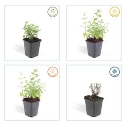 Garden basics 48x Nepeta 'Six Hills Giant' - ↕10-25cm - Ø9cm (50485)