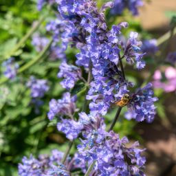 Garden basics 48x Nepeta 'Six Hills Giant' - ↕10-25cm - Ø9cm (50485)