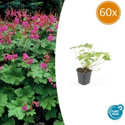 Garden basics 60x Geranium macr. 'Czakor' - ↕10-25cm - Ø9cm (47786)