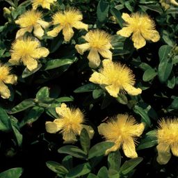 Garden basics 12x Hypericum calycinum - ↕10-25cm - Ø9cm (46940)