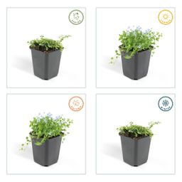 Garden basics 6x Isotoma fluviatilis - ↕10-25cm - Ø9cm (47861)