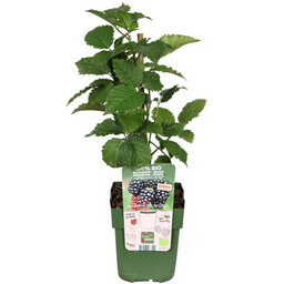 Premium basics 3 x Biologische bramenplanten - Ø 13 cm - ↨ 20 cm (48367)