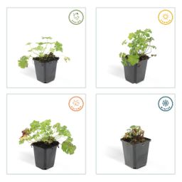 Garden basics 24x Geranium cant. 'Biokovo' - ↕10-25cm - Ø9cm (50416)