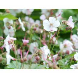 Garden basics 24x Geranium cant. 'Biokovo' - ↕10-25cm - Ø9cm (50416)