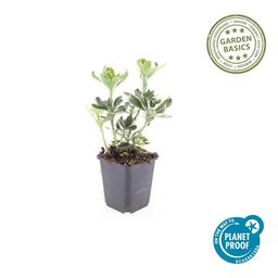 Garden basics 6x Pachysandra term. 'Variegata' - ↕10-25cm - Ø9cm (47950)