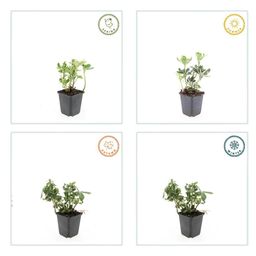 Garden basics 6x Pachysandra term. 'Variegata' - ↕10-25cm - Ø9cm (47950)