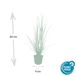 Garden basics 24x Pennisetum alopecuroides 'Hameln' - ↕10-25cm - Ø9cm (50340)