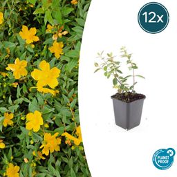 Garden basics 12x Hypericum dummeri 'Peter Dummer' - ↕10-25cm - Ø9cm (47827)