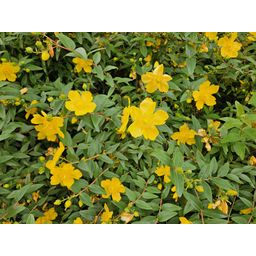 Garden basics 12x Hypericum dummeri 'Peter Dummer' - ↕10-25cm - Ø9cm (47827)