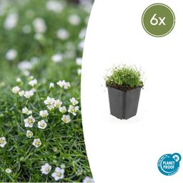 Garden basics 6x Sagina subulata - ↕10-25cm - Ø9cm (47980)
