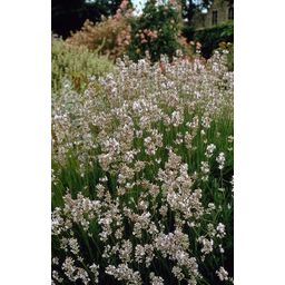 Garden basics 24x Lavandula int. 'Edelweiss' - ↕10-25cm - Ø9cm (50462)