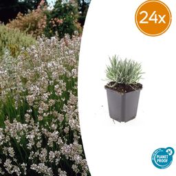 Garden basics 24x Lavandula int. 'Edelweiss' - ↕10-25cm - Ø9cm (50462)