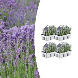 Premium basics 4x 6 pack Lavendel angustifolia - Ø7 cm (48269)