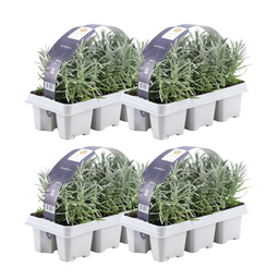 Premium basics 4x 6 pack Lavendel angustifolia - Ø7 cm (48269)