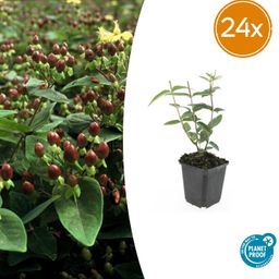 Garden basics 24x Hypericum inodorum 'Rheingold' - ↕10-25cm - Ø9cm (50446)