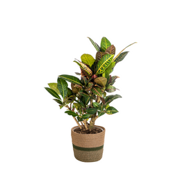 Codiaeum 'Croton' Petra met mand Ø21cm - ↕60 (48764)