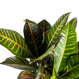 Codiaeum 'Croton' Petra met mand Ø21cm - ↕60 (48764)