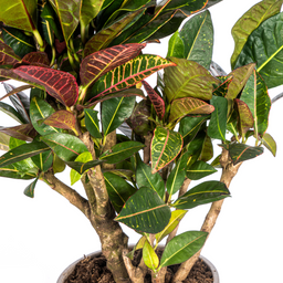 Codiaeum 'Croton' Petra met mand Ø21cm - ↕60 (48764)