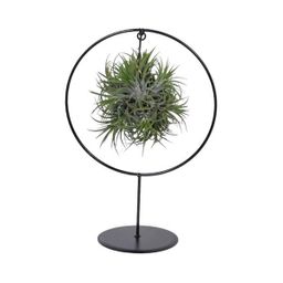 Tillandsia Ring Mix (Medium) (16621)