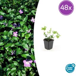 Garden basics 48x Vinca major - ↕10-25cm - Ø9cm (50487)