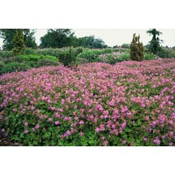 Garden basics 24x Geranium cant. 'Cambridge' - ↕10-25cm - Ø9cm (50418)