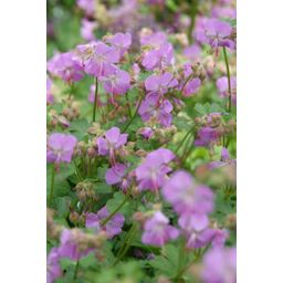 Garden basics 24x Geranium cant. 'Cambridge' - ↕10-25cm - Ø9cm (50418)