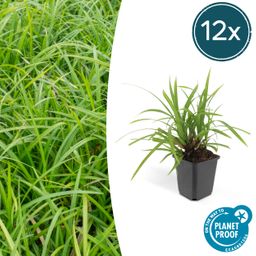 Garden basics 12x Carex morrowii 'Irish Green' - ↕10-25cm - Ø9cm (47647)