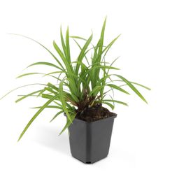 Garden basics 12x Carex morrowii 'Irish Green' - ↕10-25cm - Ø9cm (47647)