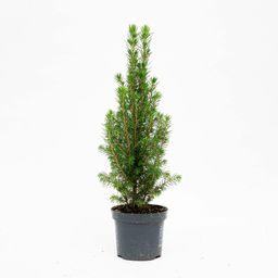 6x Mini-Kerstboom - Chamaecyparis - 25-30 cm (8720872025353)