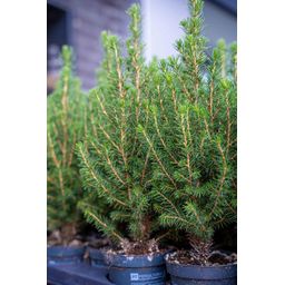 6x Mini-Kerstboom - Chamaecyparis - 25-30 cm (8720872025353)