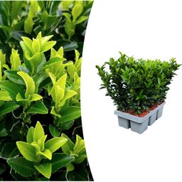 Premium basics 1x 6 pack Euonymus 'Green Spire' - Ø 7 cm - ↨ 15 cm (48280)