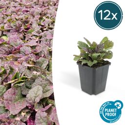 Garden basics 12x Ajuga reptans 'Burgundy Glow' - ↕10-25cm - Ø9cm (47570)