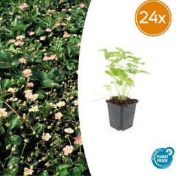 Garden basics 24x Fragaria vesca - ↕10-25cm - Ø9cm (50414)