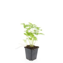 Garden basics 24x Fragaria vesca - ↕10-25cm - Ø9cm (50414)