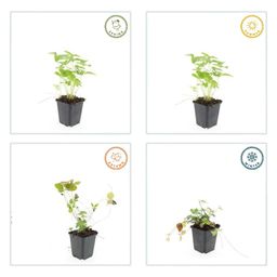 Garden basics 24x Fragaria vesca - ↕10-25cm - Ø9cm (50414)