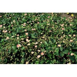 Garden basics 24x Fragaria vesca - ↕10-25cm - Ø9cm (50414)