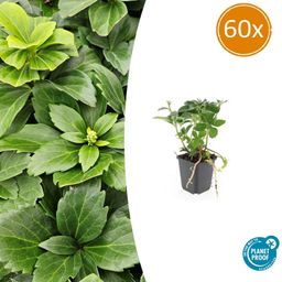 Garden basics 60x Pachysandra terminalis - ↕10-25cm - Ø9cm (46968)