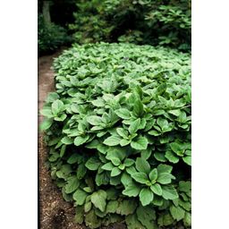 Garden basics 60x Pachysandra terminalis - ↕10-25cm - Ø9cm (46968)