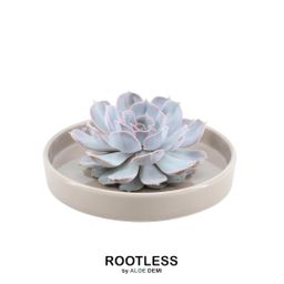 Rootless by aloe demi ROOTLESS Succulent Echeveria Lilacina in schaal 'taupe' Ø20 cm (8721001420223)