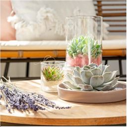 Rootless by aloe demi ROOTLESS Succulent Echeveria Lilacina in schaal 'taupe' Ø20 cm (8721001420223)