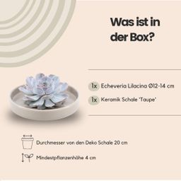 Rootless by aloe demi ROOTLESS Succulent Echeveria Lilacina in schaal 'taupe' Ø20 cm (8721001420223)
