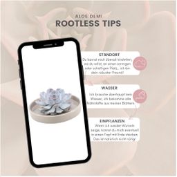 Rootless by aloe demi ROOTLESS Succulent Echeveria Lilacina in schaal 'taupe' Ø20 cm (8721001420223)