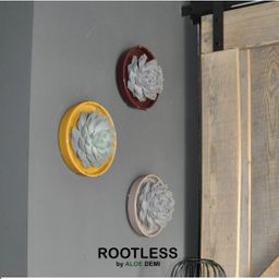 Rootless by aloe demi ROOTLESS Succulent Echeveria Lilacina in schaal 'taupe' Ø20 cm (8721001420223)