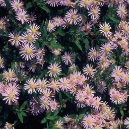 Garden basics 24x Aster ageratoides 'Asran' - ↕10-25cm - Ø9cm (50276)