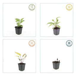 Garden basics 12x Echinacea p. 'Magnus' - ↕10-25cm - Ø9cm (47683)