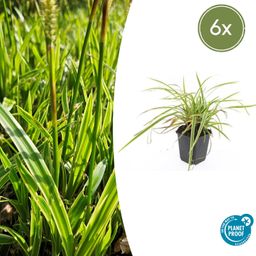 Garden basics 6x Carex morrowii 'Aureovariegata' - ↕10-25cm - Ø9cm (47631)