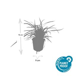 Garden basics 6x Carex morrowii 'Aureovariegata' - ↕10-25cm - Ø9cm (47631)