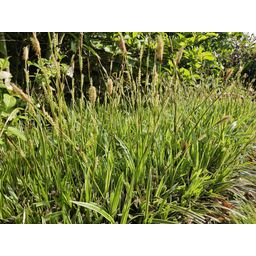 Garden basics 6x Carex morrowii 'Aureovariegata' - ↕10-25cm - Ø9cm (47631)