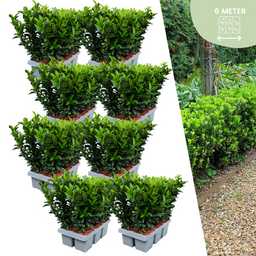 Plants by frank 48 x Euonymus 'Green Spire' - 48 x Ø 7 cm - ↨ 15 cm (8721001422432)
